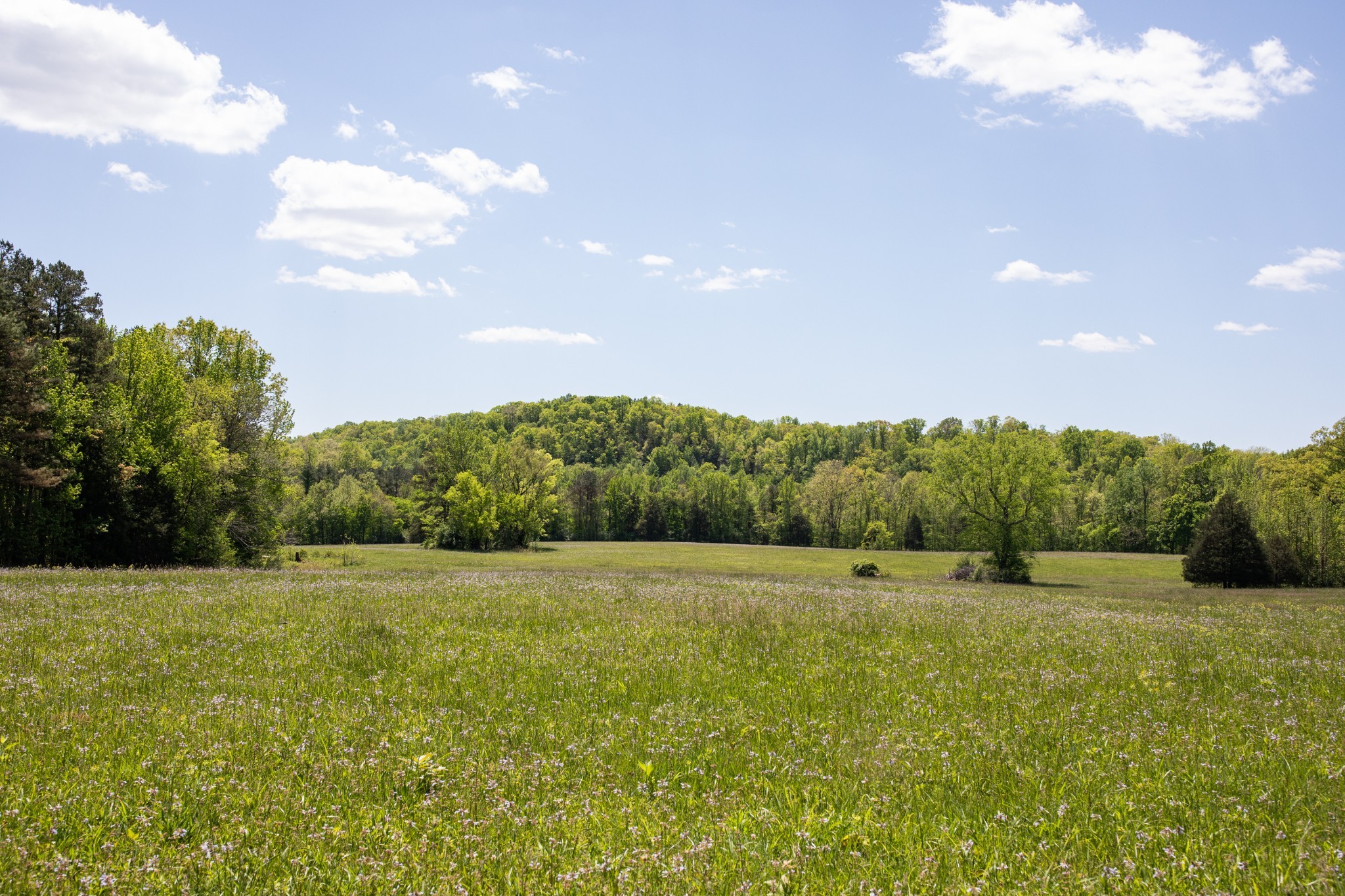 599 Horseshoe Bend Road Linden, TN 37096 - Photo 8 of 51