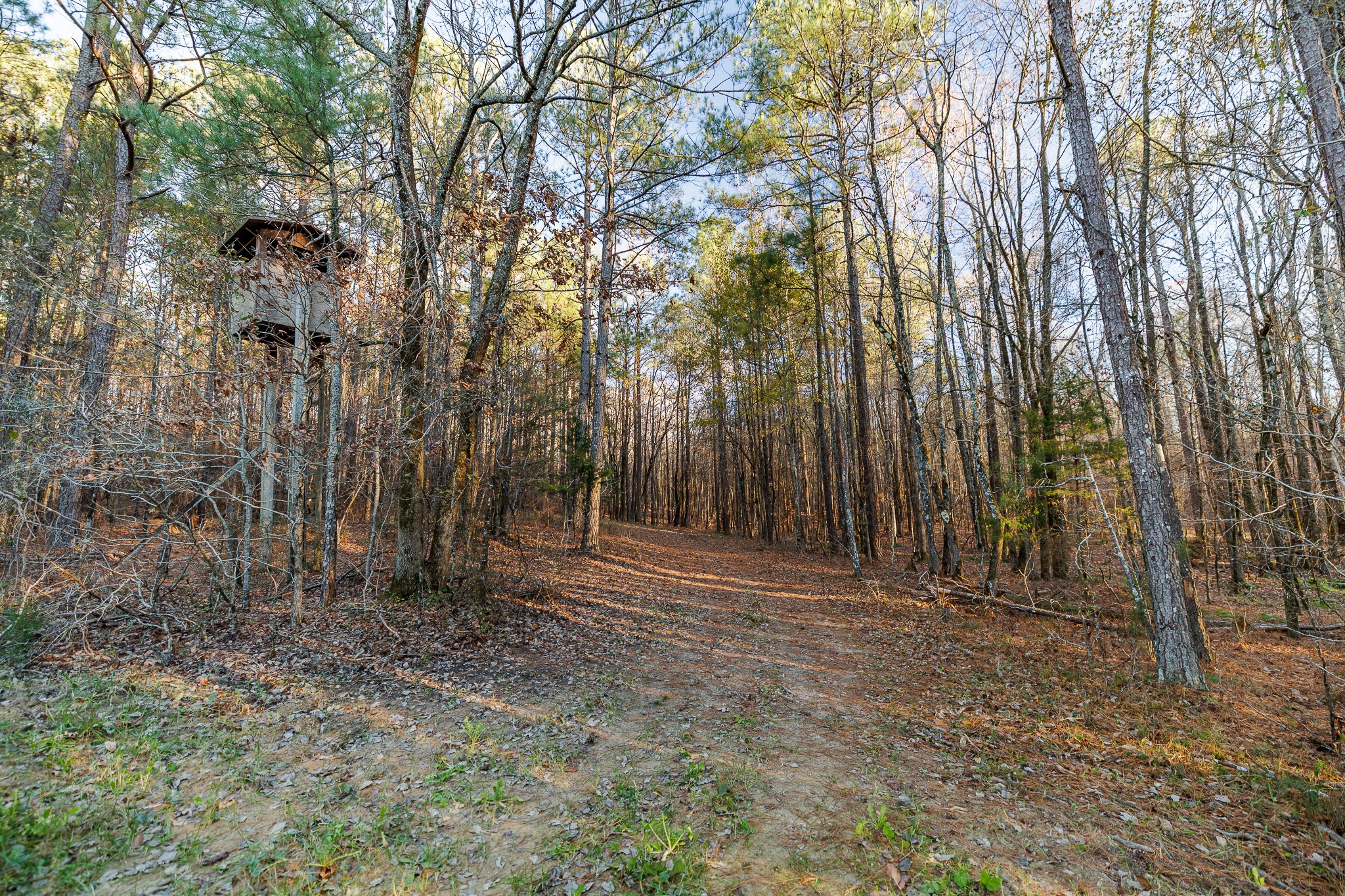8548 Elberton Road Tignall, GA 30668 - Photo 34 of 50 a view of outdoor space with trees