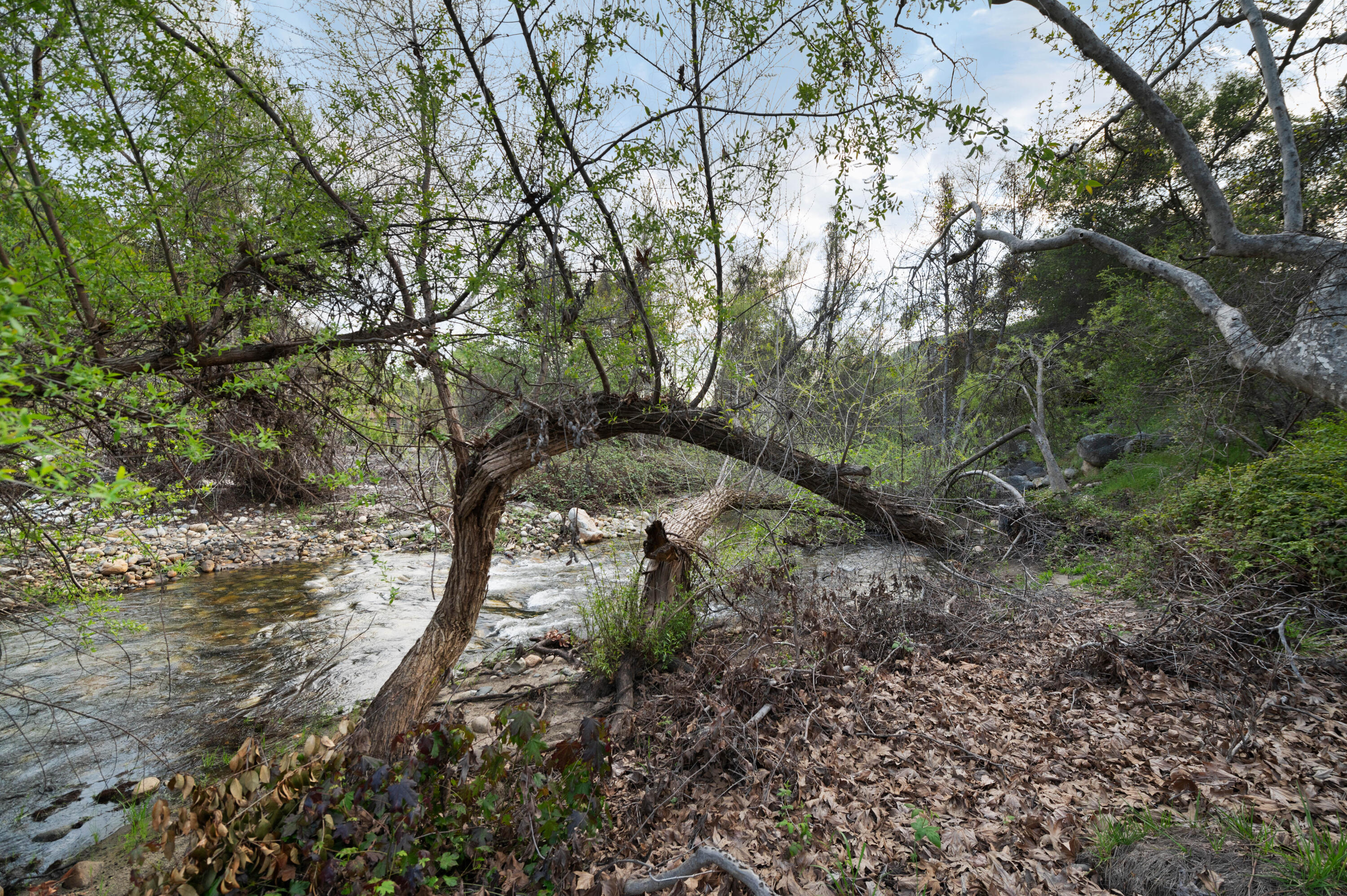 42440 Kaweah River Drive Three Rivers, CA 93271 - Photo 94 of 135 Z62_5838
