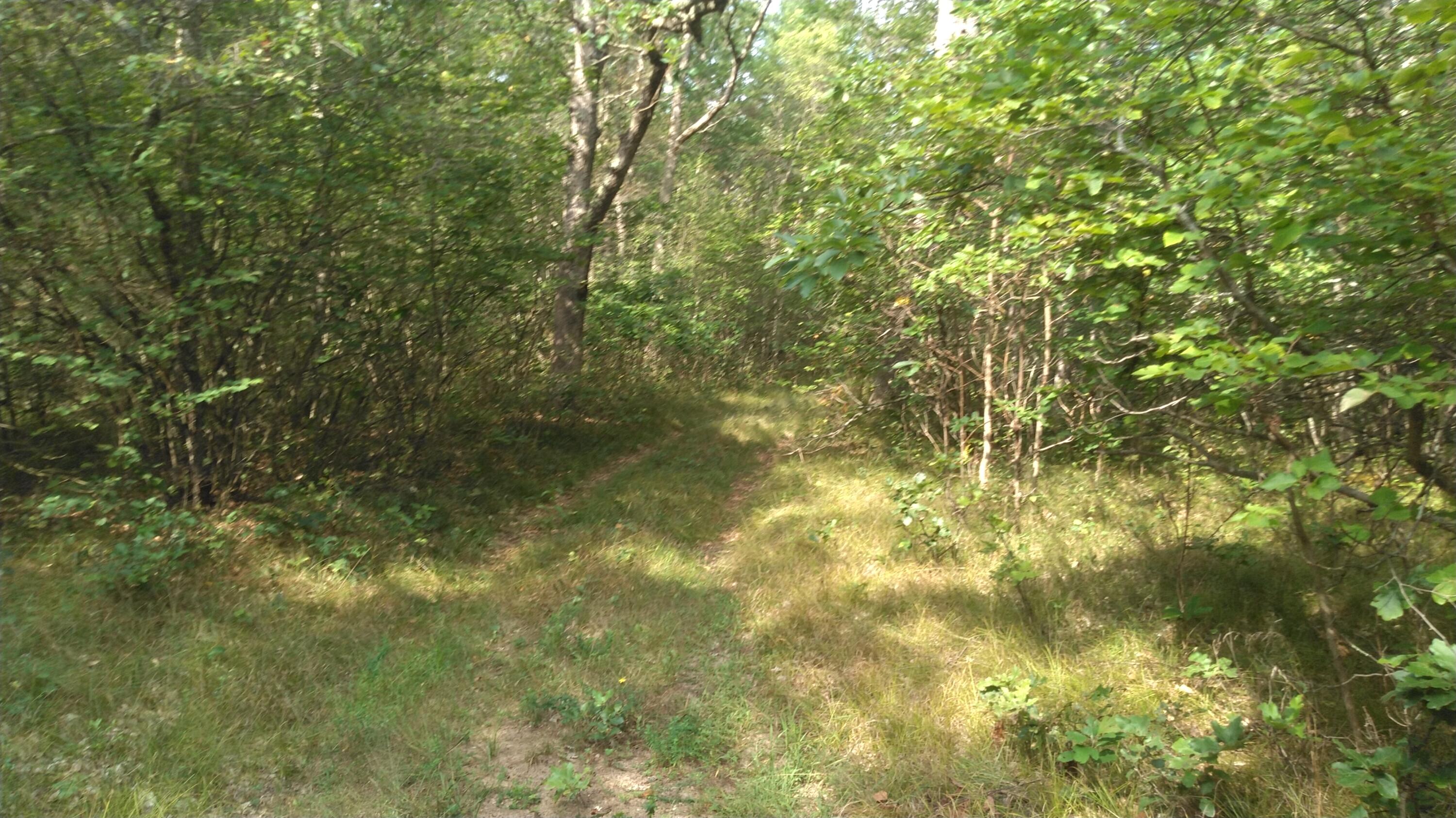 11443 Lorenson Road Montague, MI 49437 - Photo 1 of 6 2 Track
