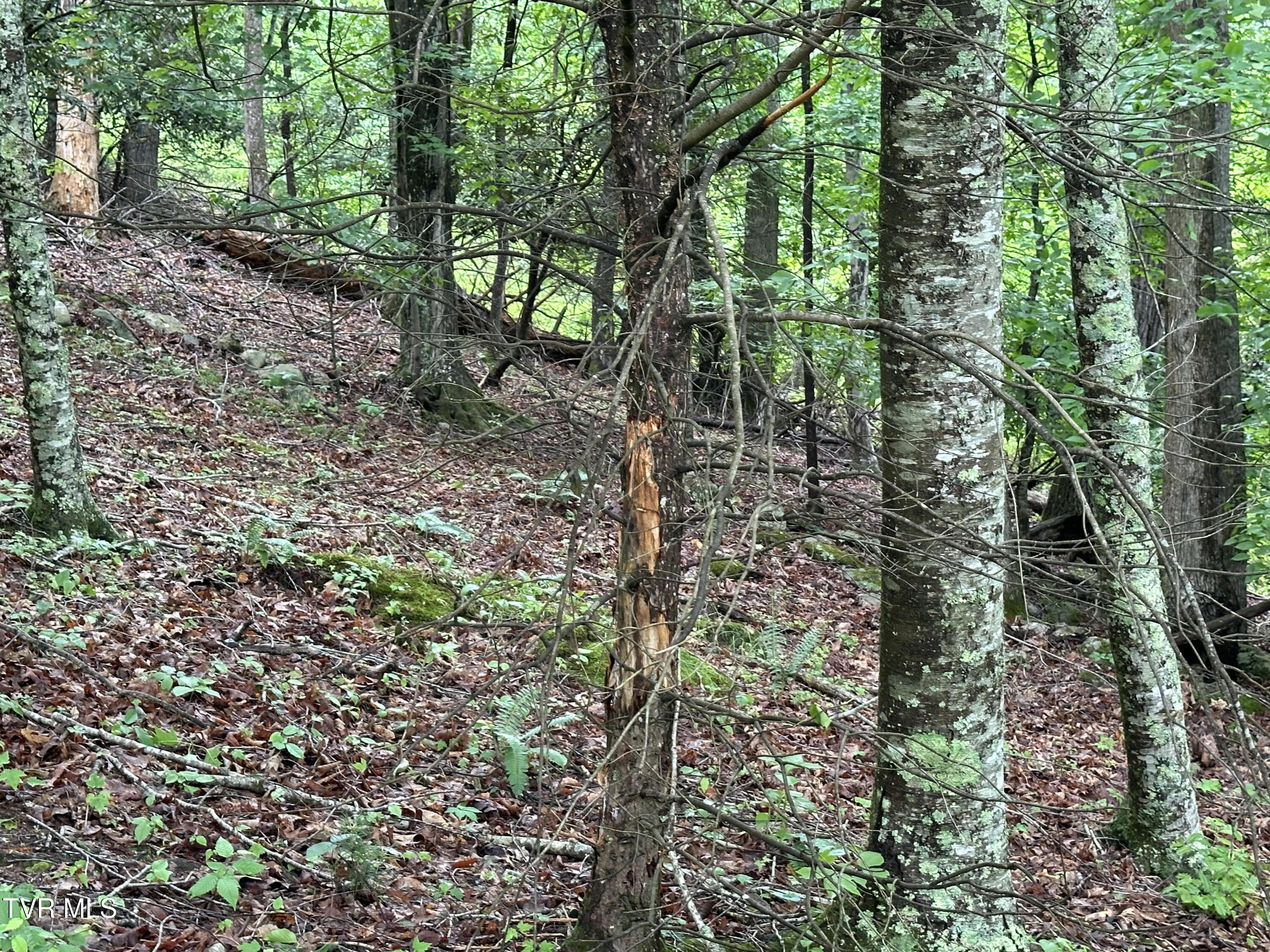 Lot 8 High Country Road, Unit 8 Butler, TN 37640 - Photo 12 of 15 Butler 2