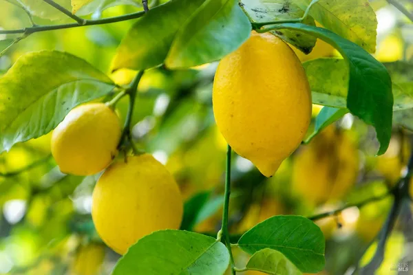 $1,195,000 | 138 Miramar Avenue, San Rafael, CA 94901