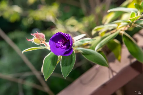 $1,195,000 | 138 Miramar Avenue, San Rafael, CA 94901