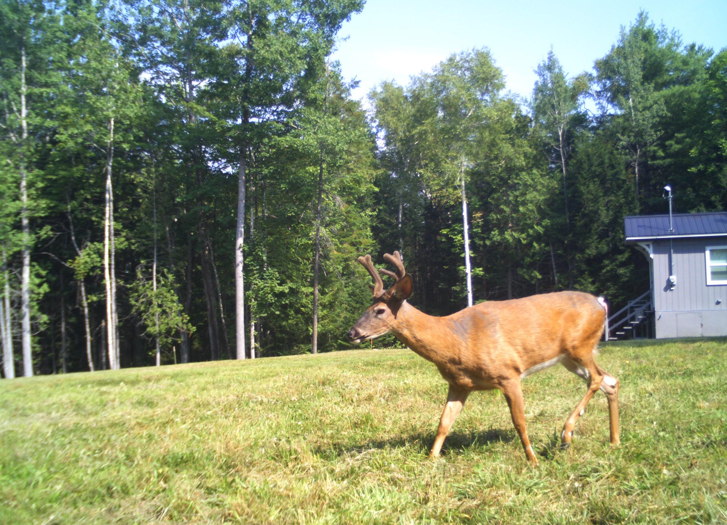 98 Willimantic Road Monson, ME 04464 - Photo 16 of 18 98 Wildlife
