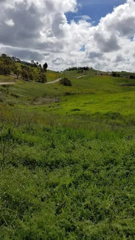 a view of a big yard with lots of trees