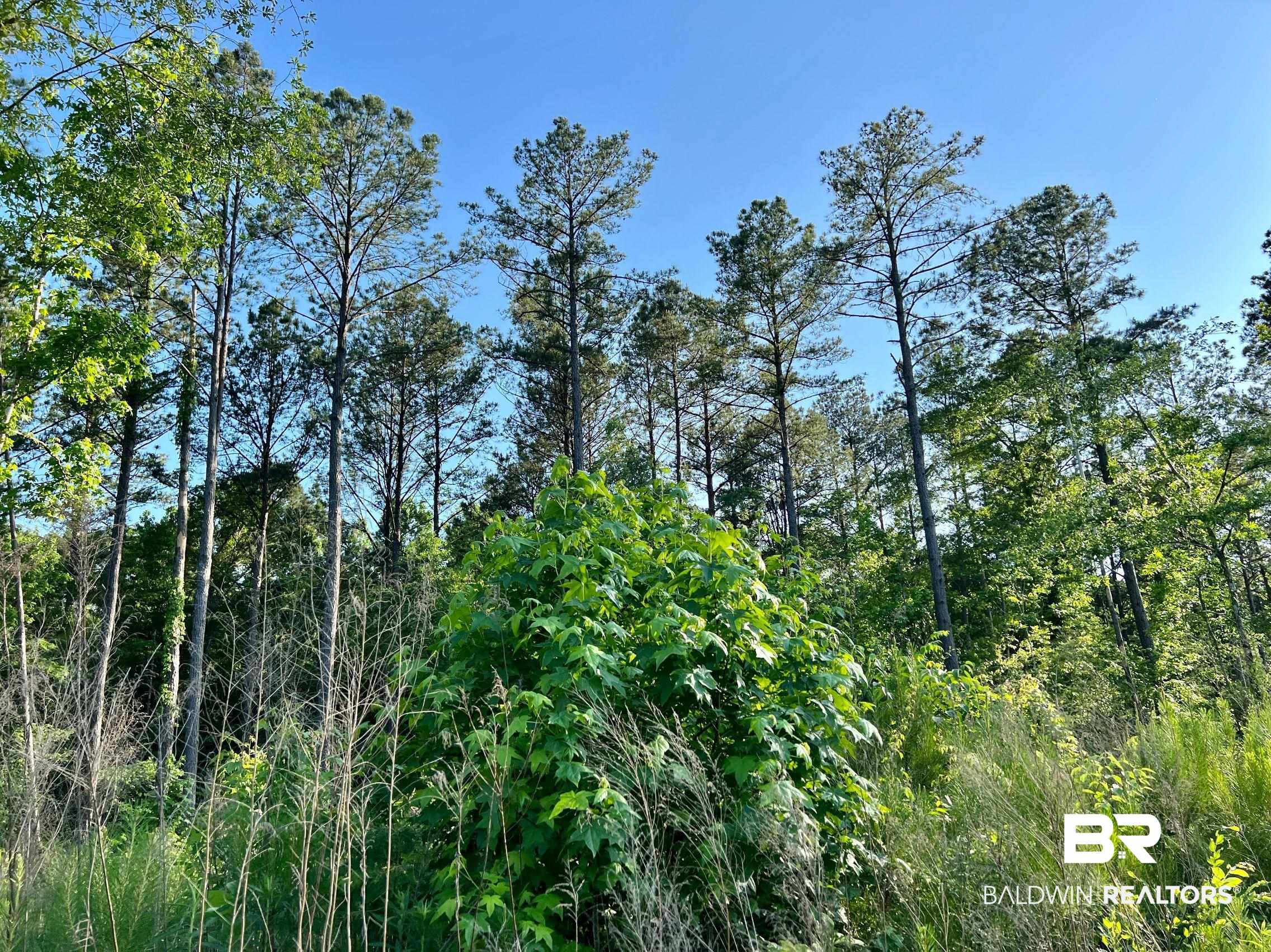 0 Country Road Millry, AL 36558 - Photo 37 of 49
