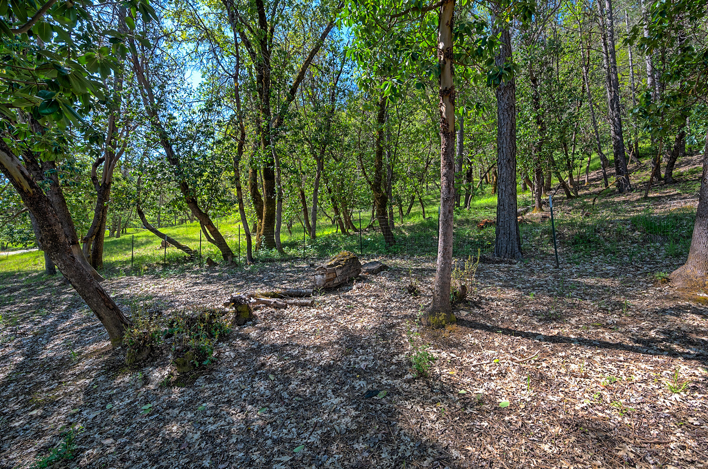 1765 Goose Ranch Road Lewiston, CA 96052 - Photo 74 of 83 a view of a forest with trees in the background