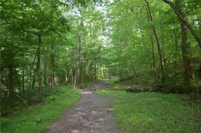 a view of a lush green forest