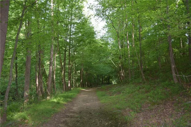 a view of a lush green forest