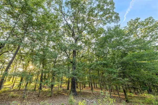 a view of a pathway of a yard