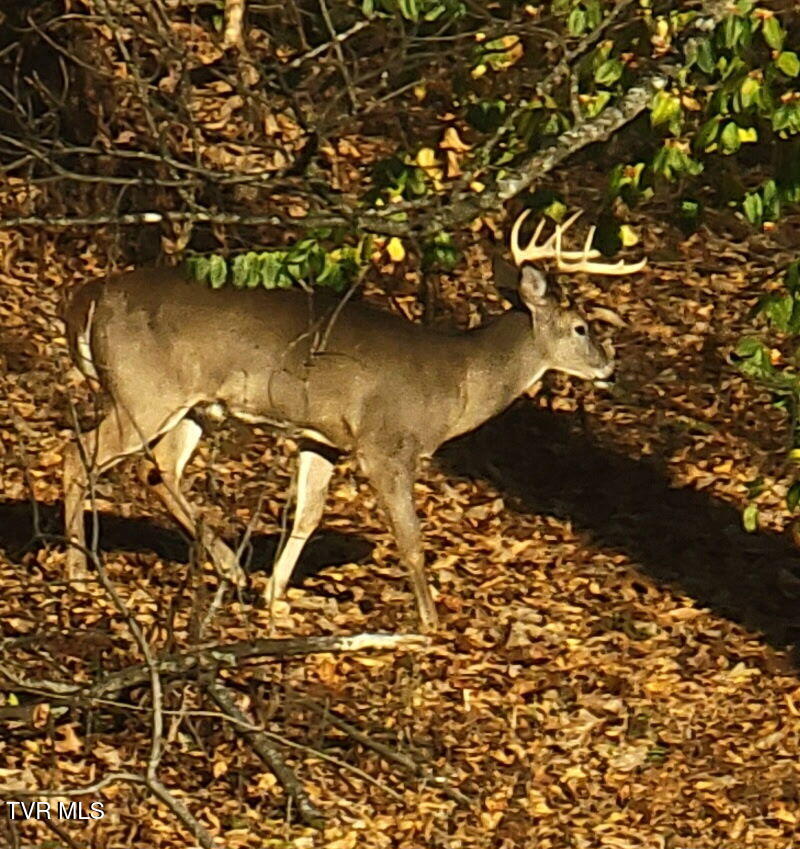 415 Beidleman Road Bristol, TN 37620 - Photo 98 of 101 photo_098