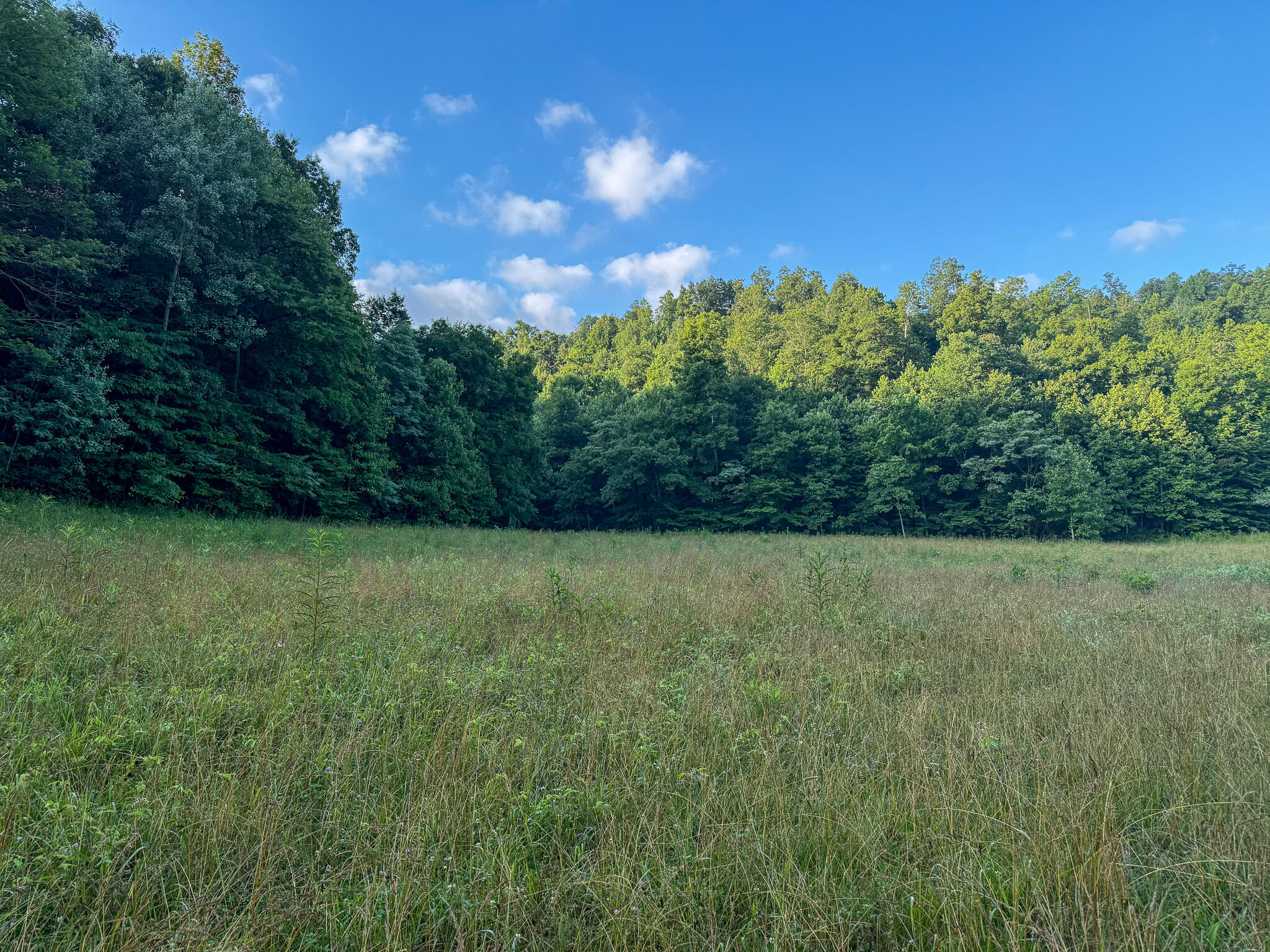 0 Thorp Ridge Wallingford, KY 41093 - Photo 14 of 28 Expansive grassy field bordered by a dense tree line