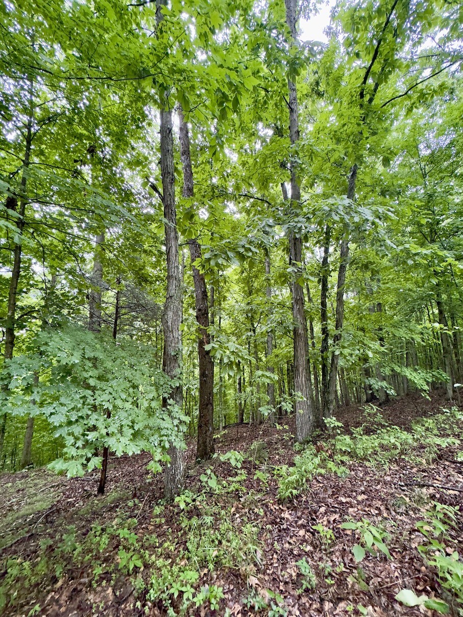 2 Conley Road Woodbury, TN 37190 - Photo 4 of 15 Gallery Image 4