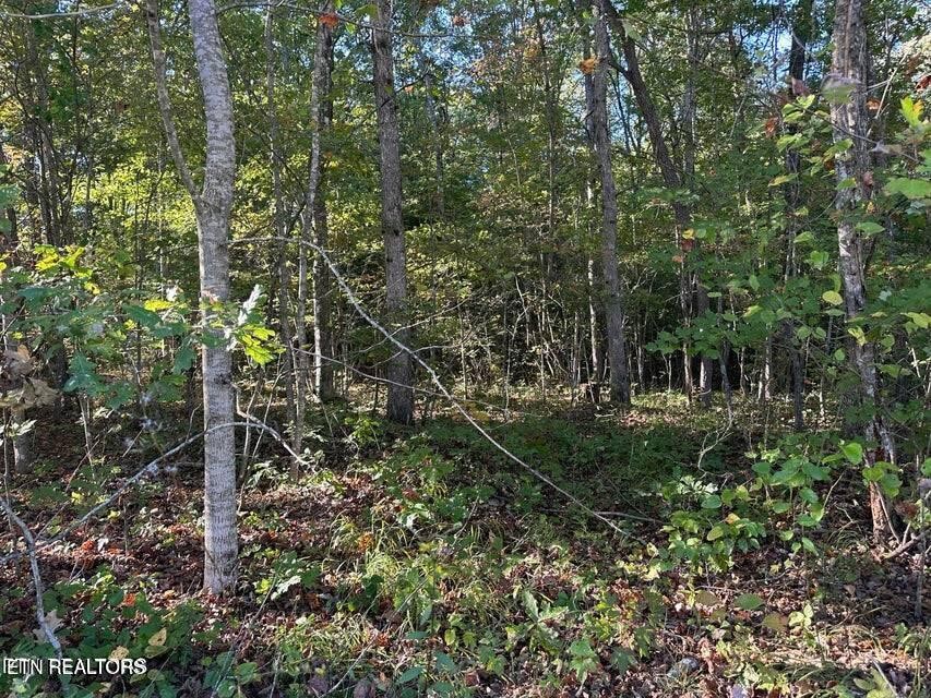 0 Falling Leaf Road Jamestown, TN 38556 - Photo 25 of 35 Gallery Image 25