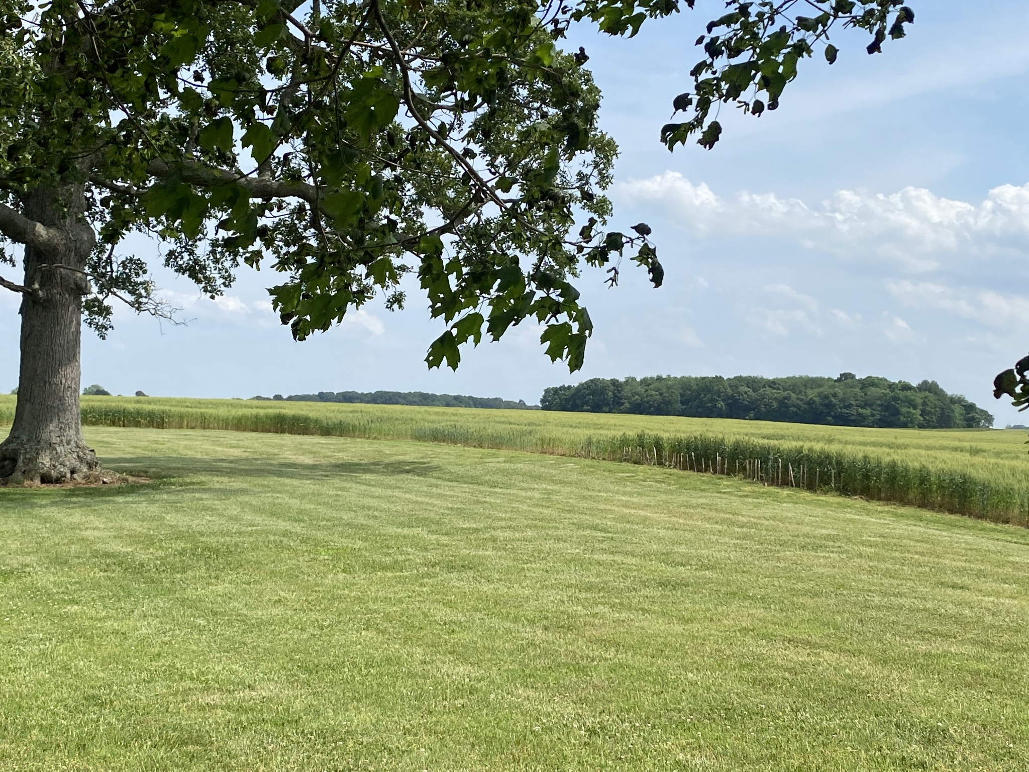 5845 Cook Road Orlinda, TN 37141 - Photo 5 of 35 Gallery Image 5