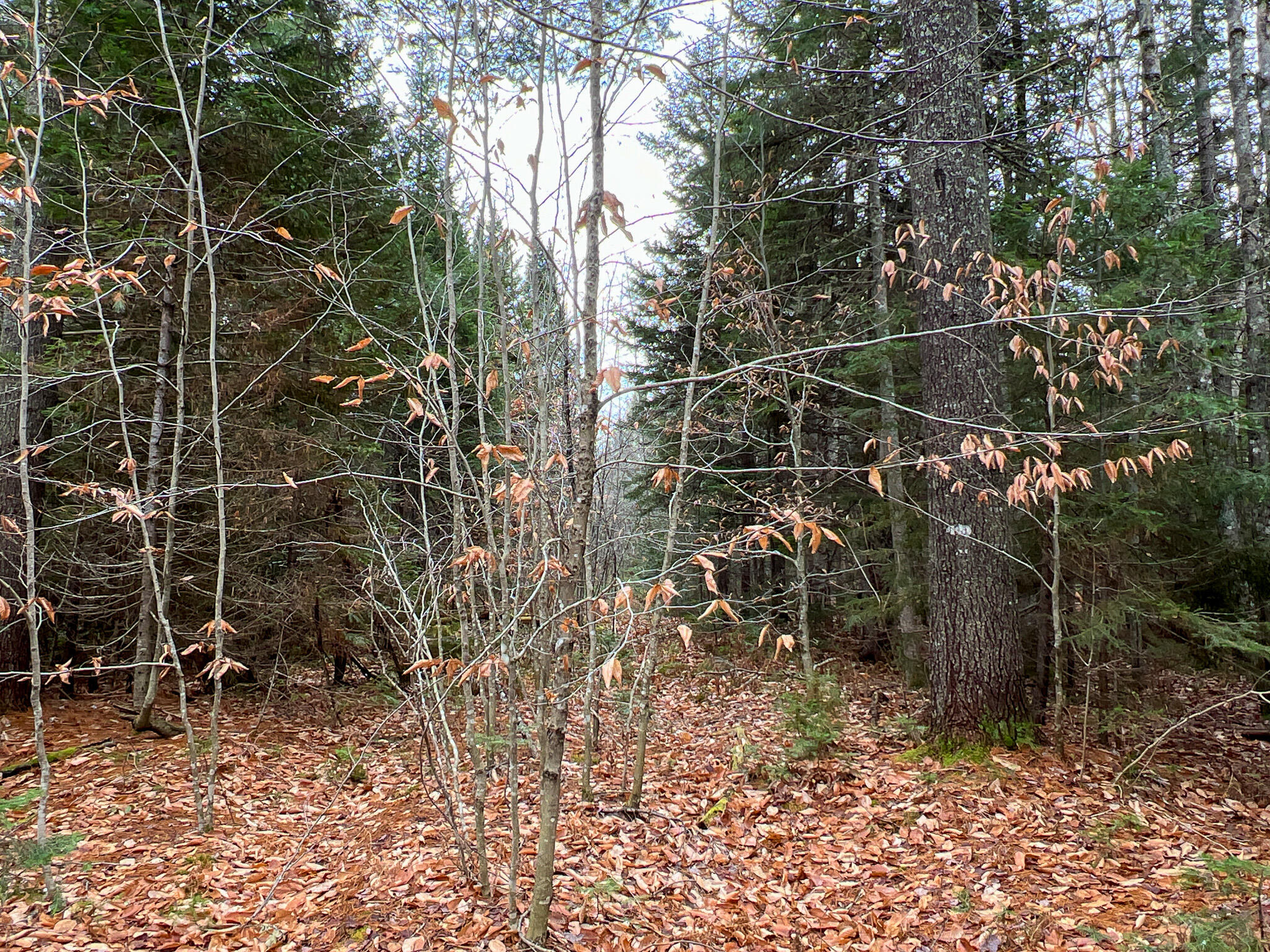 0 Waters Road Patten, ME 04765 - Photo 15 of 24 Photo Nov 19 2023, 12 16 00 PM