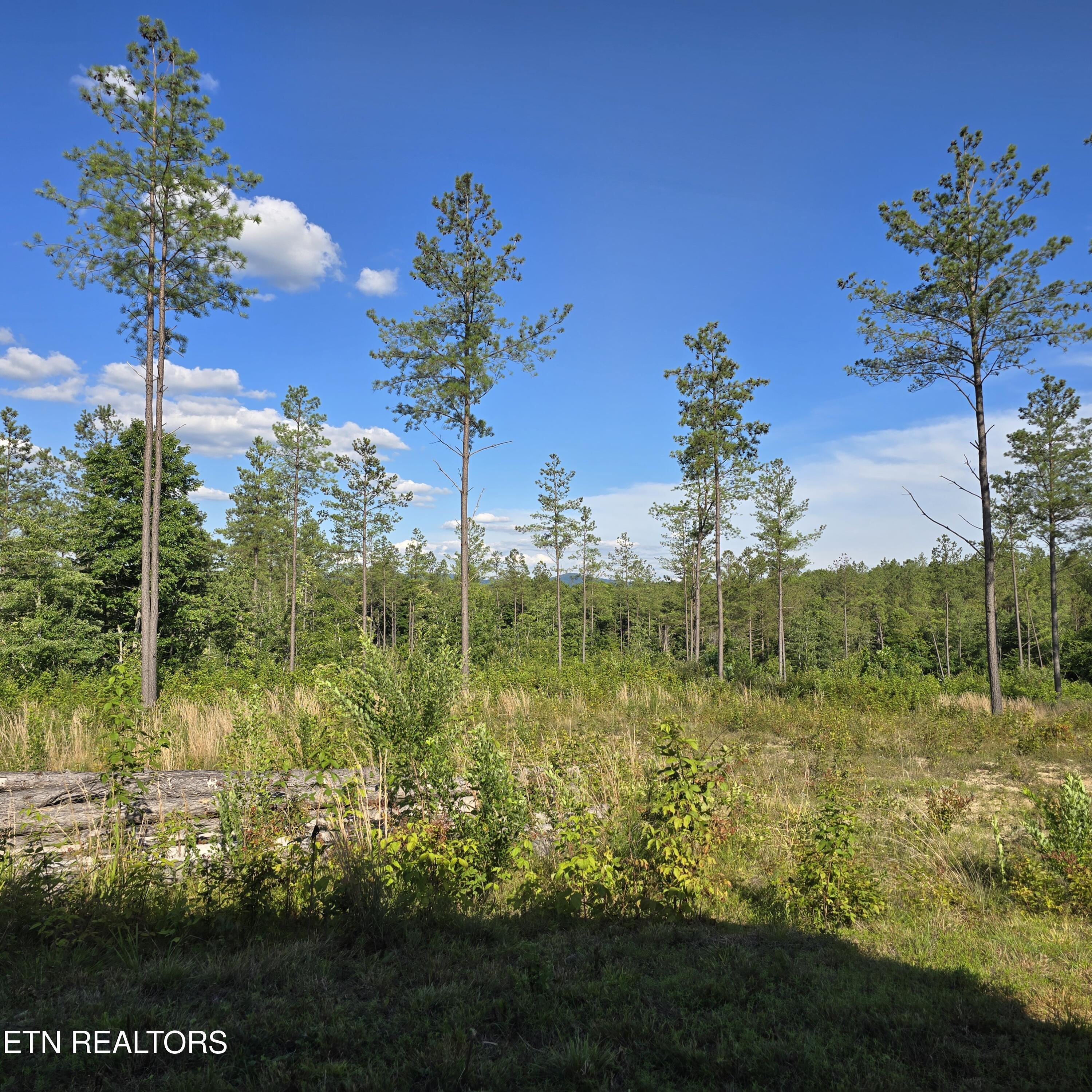 80-ac Red Hill Road Sunbright, TN 37872 - Photo 6 of 16 20260620_175552
