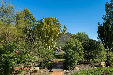 a view of a garden with a tree