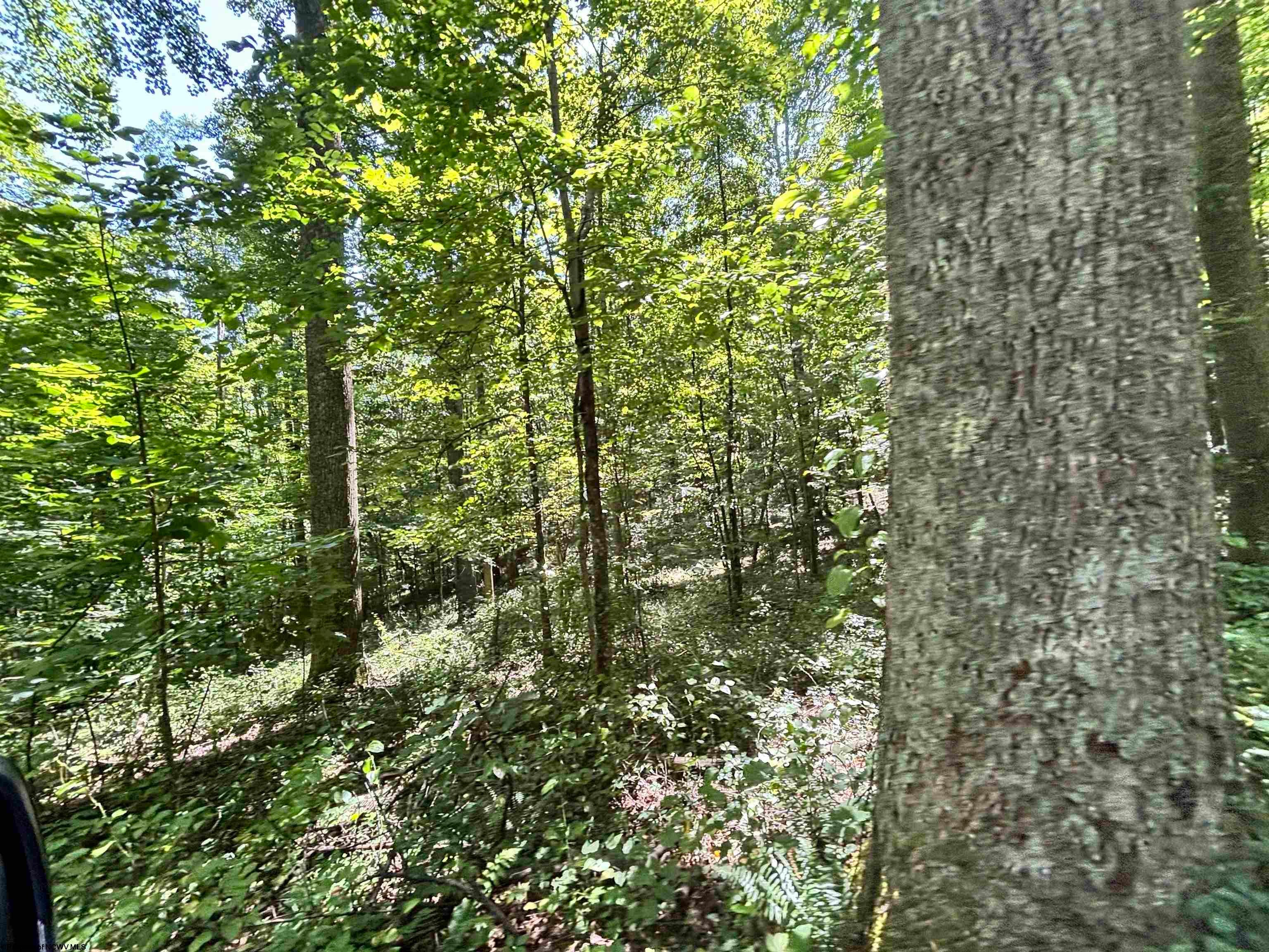 110 Danner Road Belington, WV 26250 - Photo 13 of 22 Gallery Image 13
