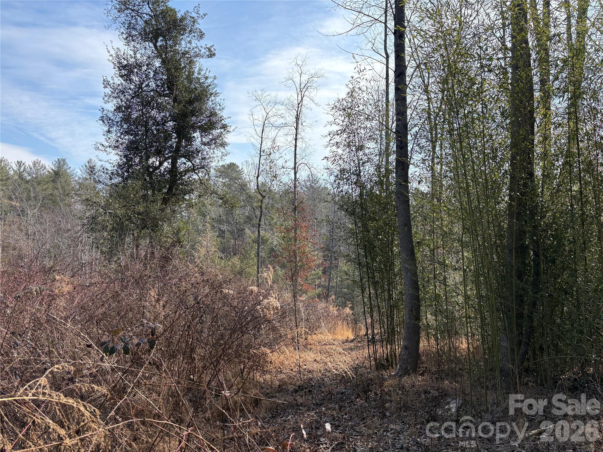 120 Shamrock Circle Road Hudson, NC 28638 - Photo 1 of 10 a view of forest
