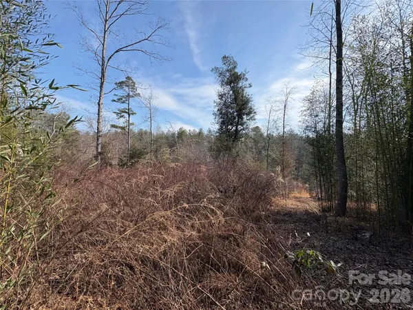 a view of a forest with a tree