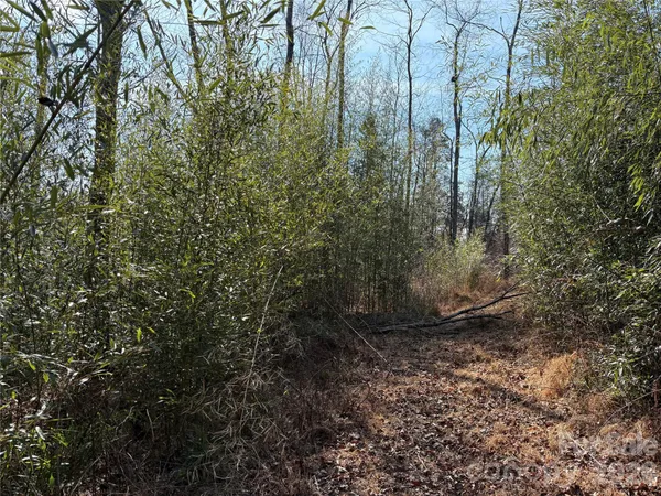 a close up of a plant in a garden