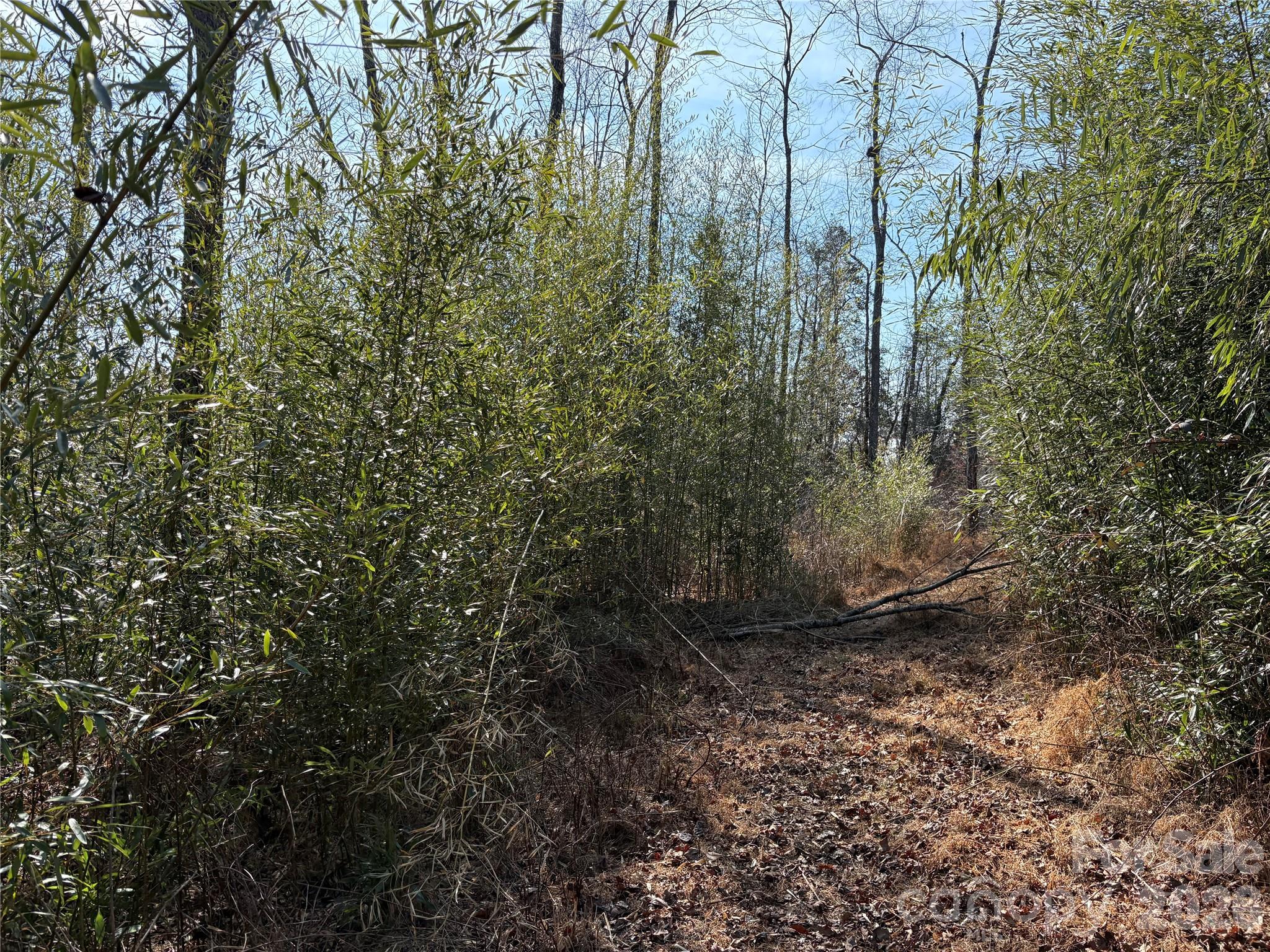 120 Shamrock Circle Road Hudson, NC 28638 - Photo 8 of 10 a close up of a plant in a garden