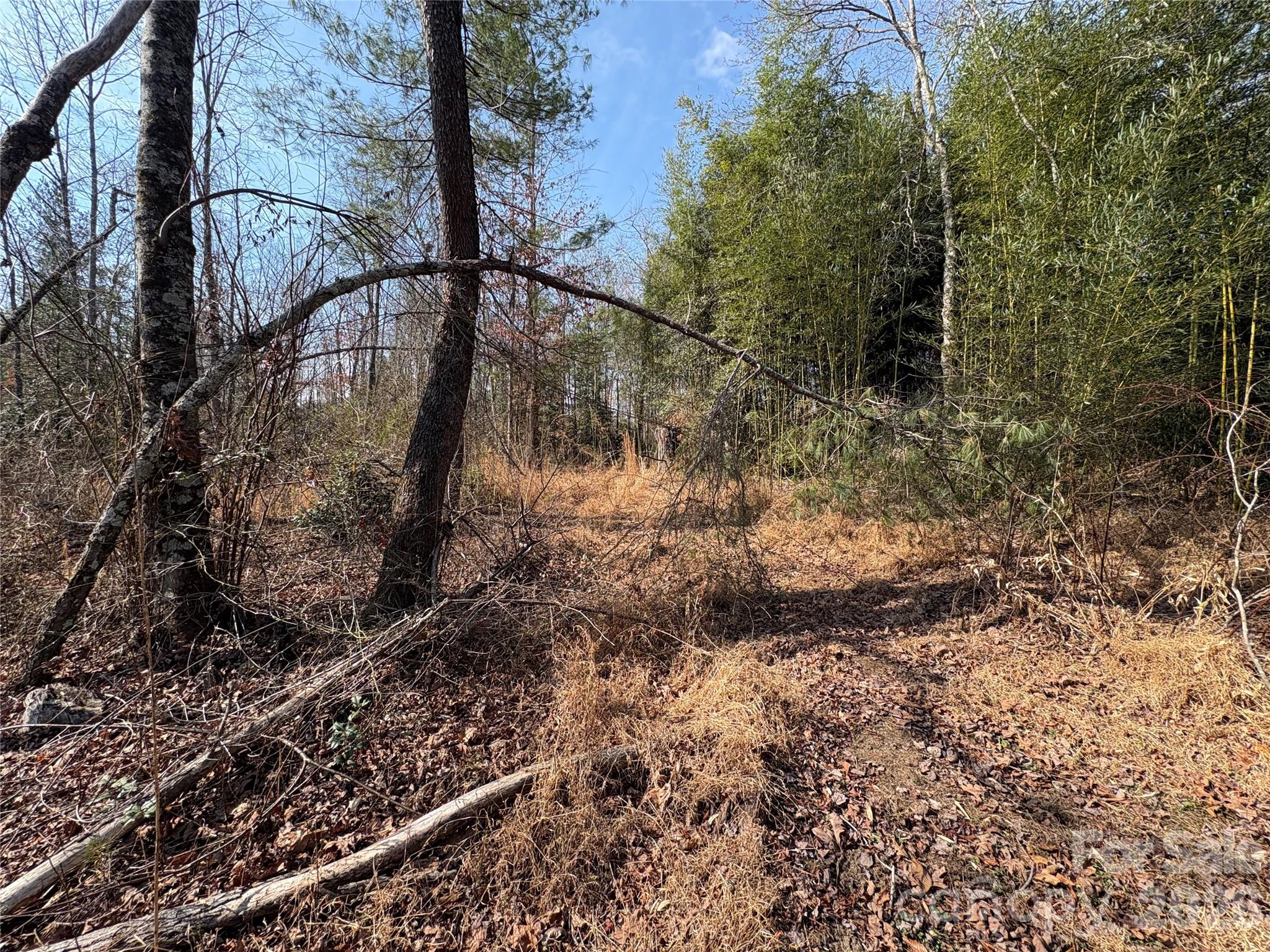 120 Shamrock Circle Road Hudson, NC 28638 - Photo 9 of 10 a view of path along with trees