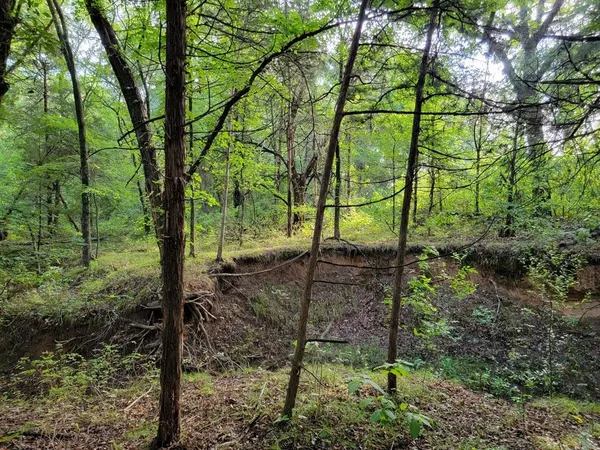 a view of a yard with a tree