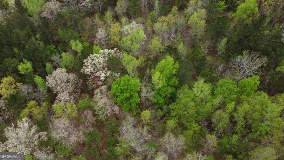 Lot #3 Frontier Shores Road Sparta, GA 31087 - Photo 4 of 10 a view of a lots of trees