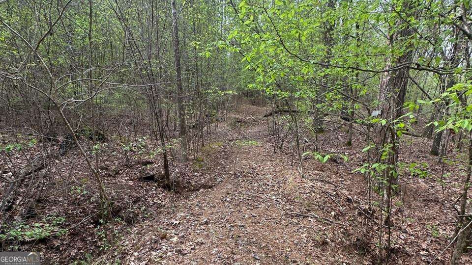 Lot #3 Frontier Shores Road Sparta, GA 31087 - Photo 6 of 10 a view of a forest that has a tree