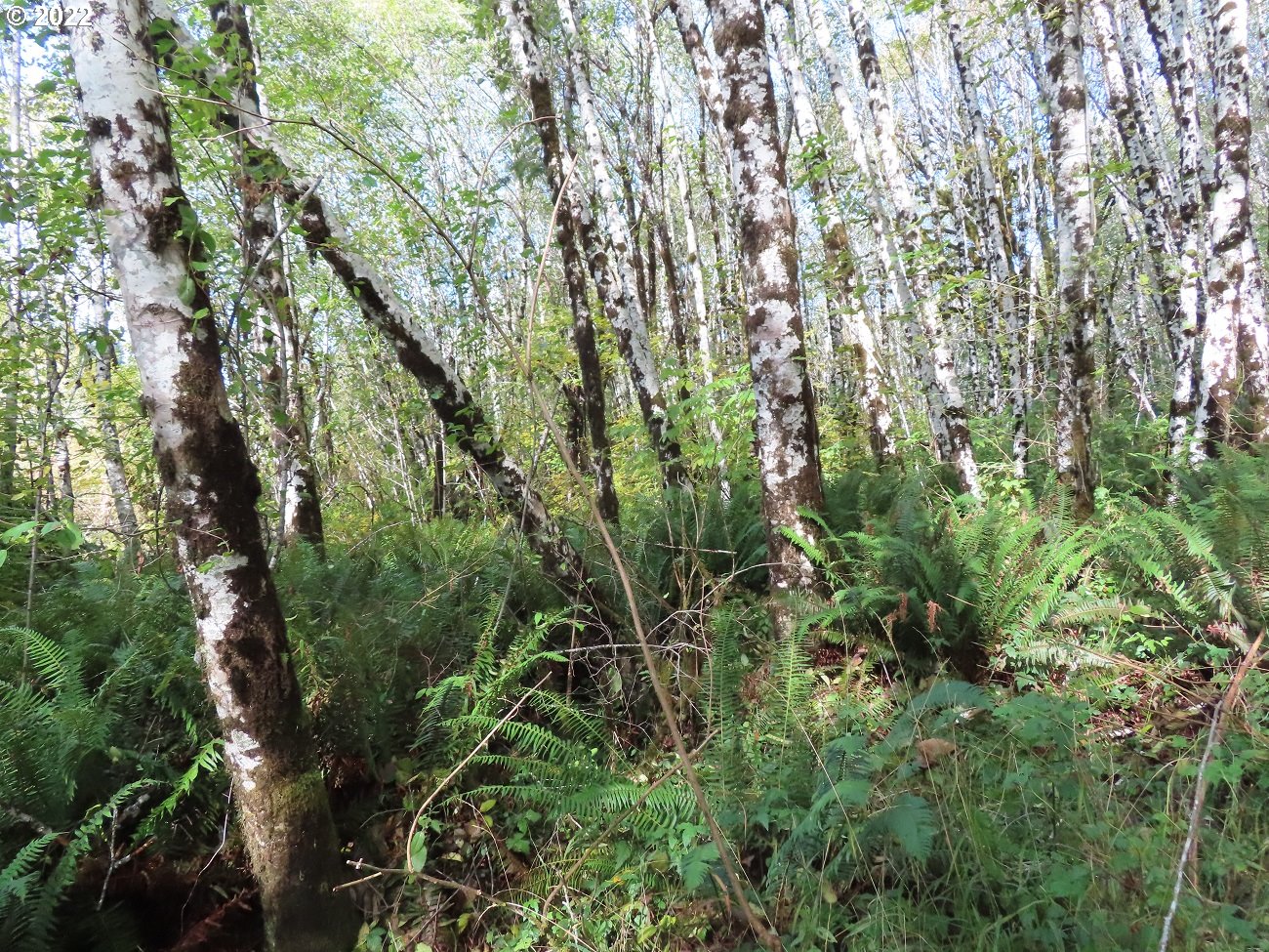Vesta Creek Road Cosmopolis, WA 98537 - Photo 11 of 24 Gallery Image 11