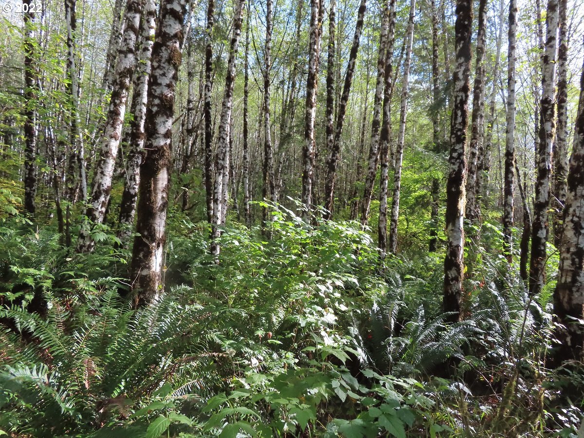Vesta Creek Road Cosmopolis, WA 98537 - Photo 12 of 24 Gallery Image 12