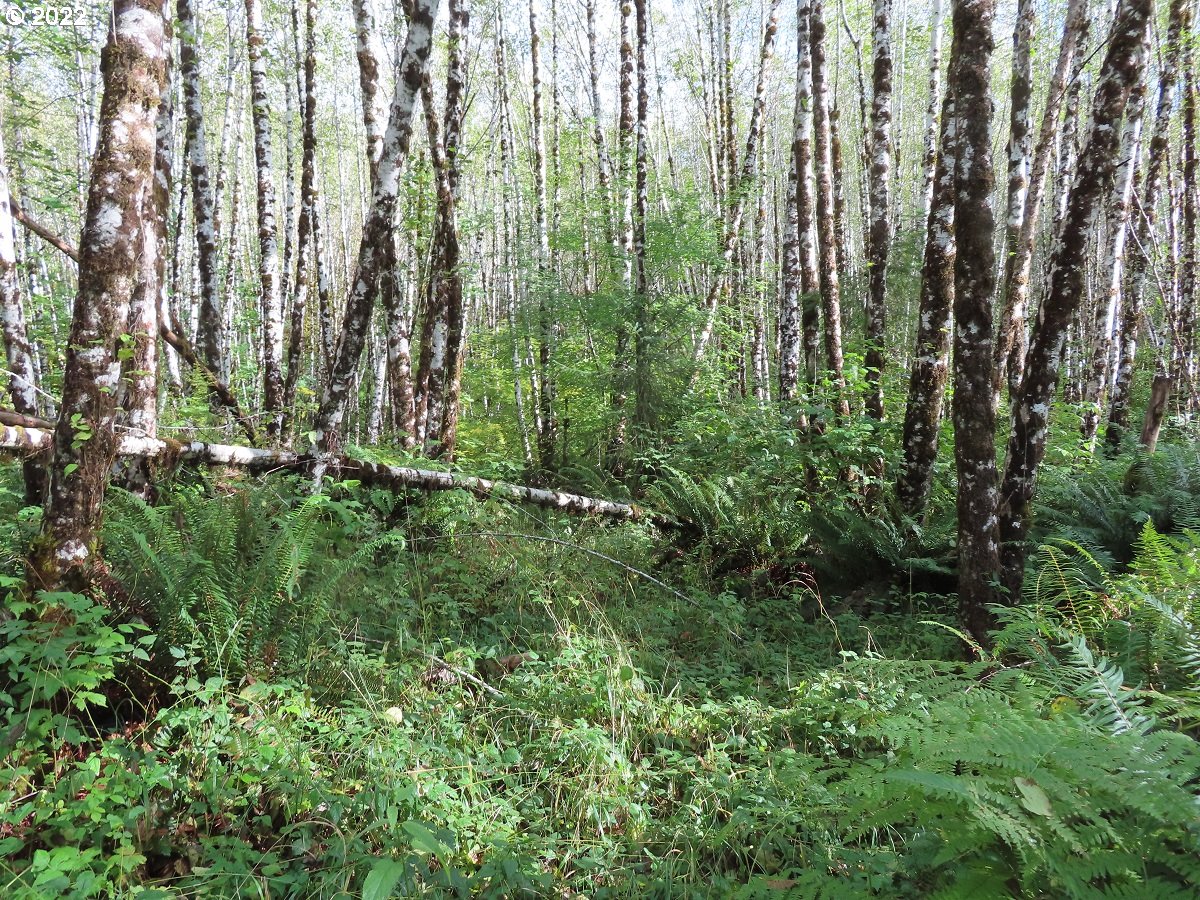 Vesta Creek Road Cosmopolis, WA 98537 - Photo 14 of 24 Gallery Image 14