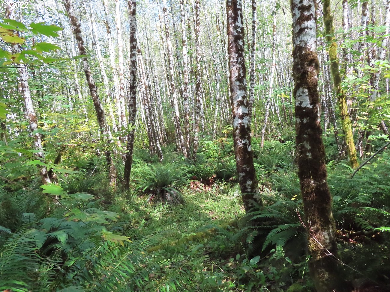 Vesta Creek Road Cosmopolis, WA 98537 - Photo 15 of 24 Gallery Image 15