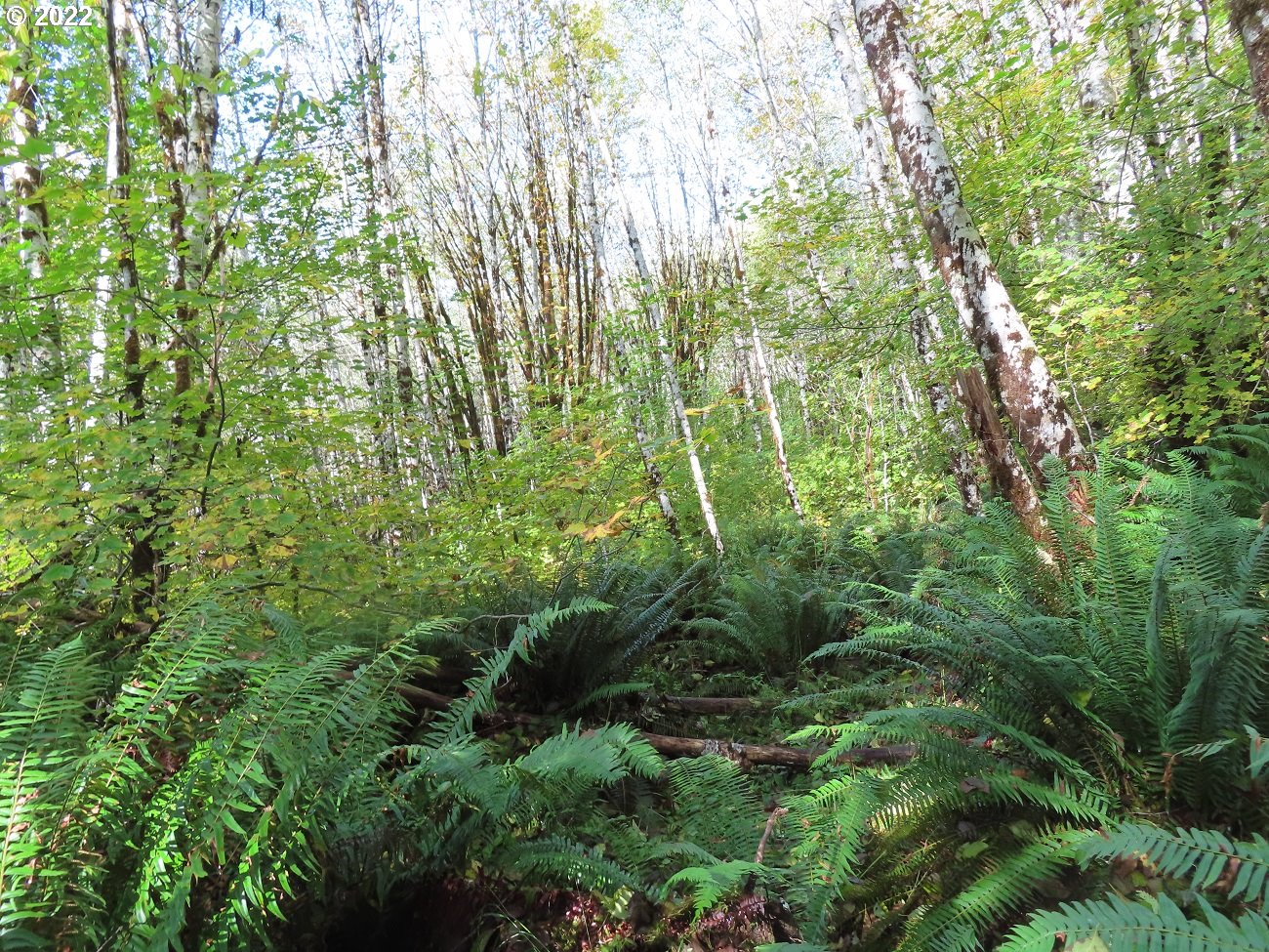 Vesta Creek Road Cosmopolis, WA 98537 - Photo 16 of 24 Gallery Image 16