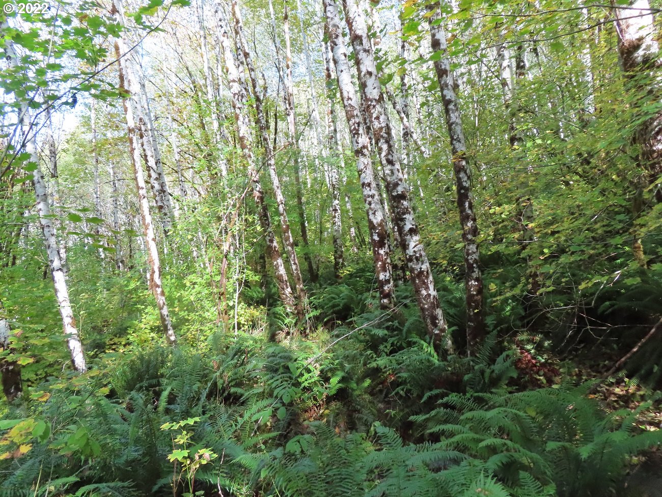 Vesta Creek Road Cosmopolis, WA 98537 - Photo 17 of 24 Gallery Image 17