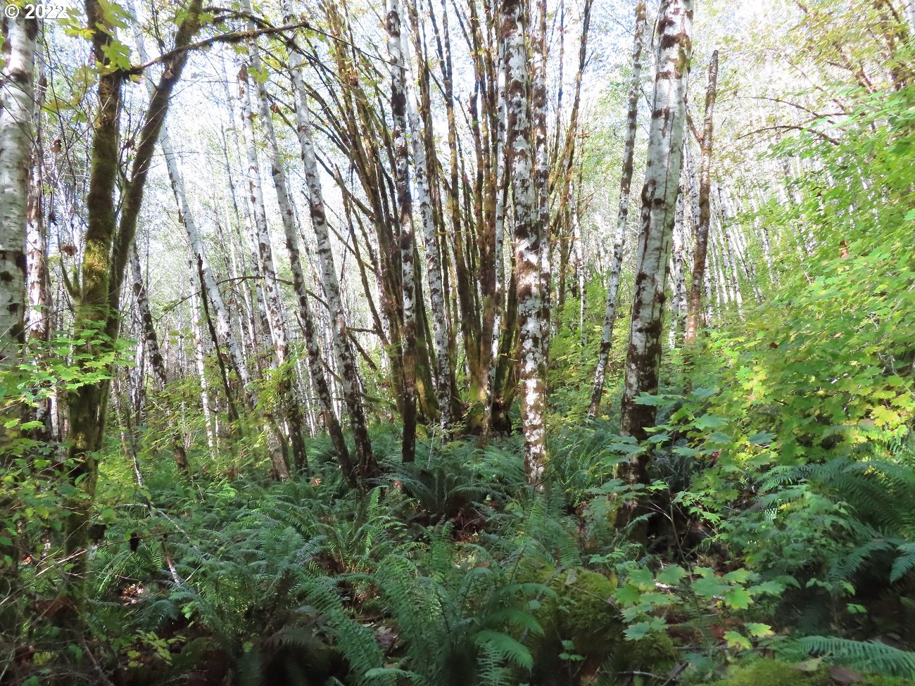 Vesta Creek Road Cosmopolis, WA 98537 - Photo 18 of 24 Gallery Image 18