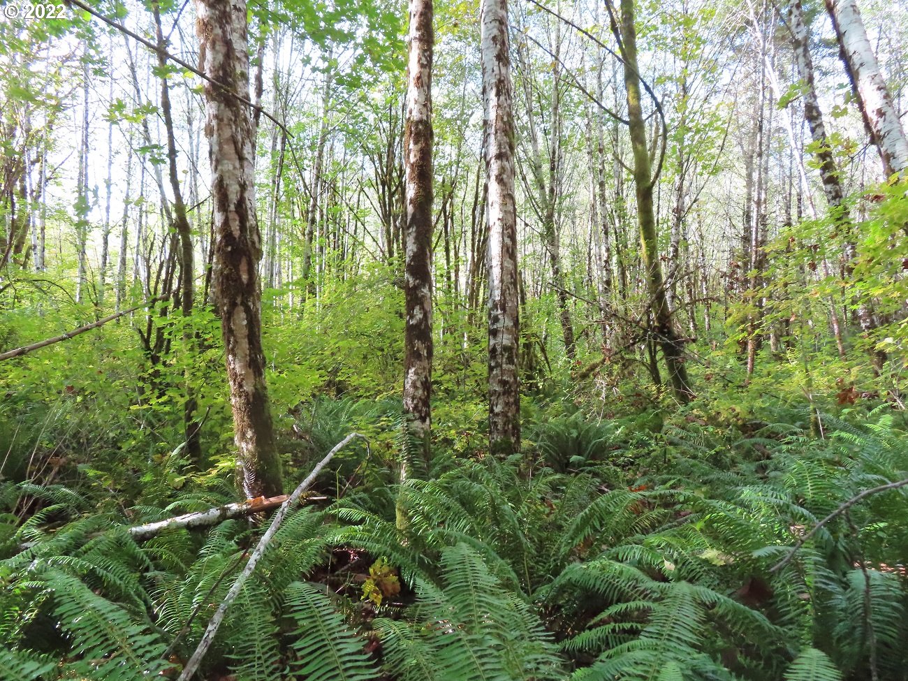 Vesta Creek Road Cosmopolis, WA 98537 - Photo 19 of 24 Gallery Image 19