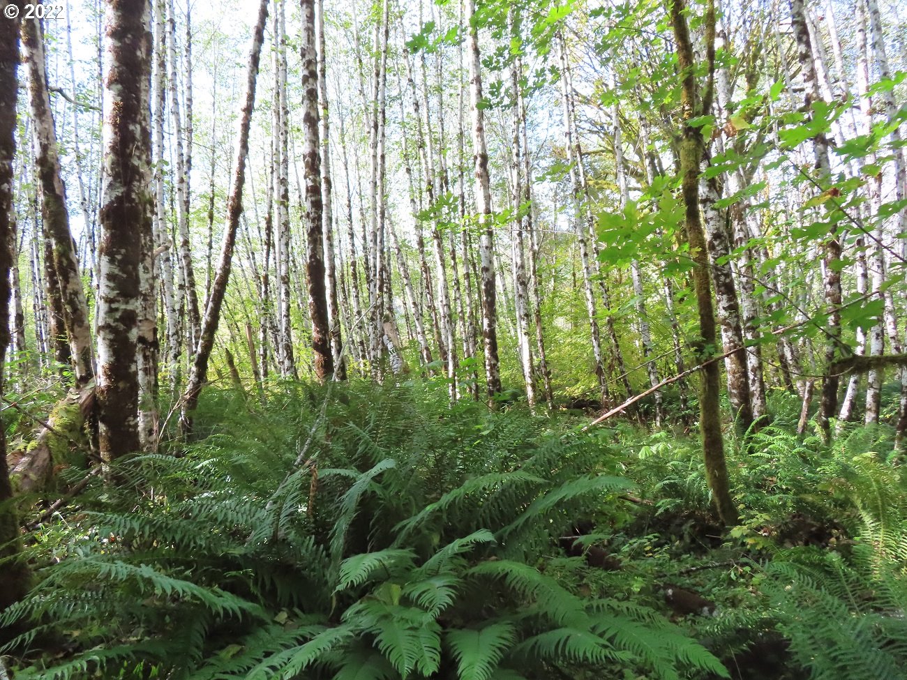 Vesta Creek Road Cosmopolis, WA 98537 - Photo 21 of 24 Gallery Image 21