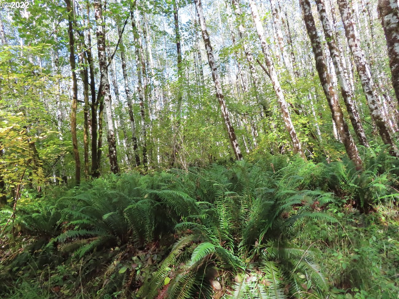 Vesta Creek Road Cosmopolis, WA 98537 - Photo 22 of 24 Gallery Image 22