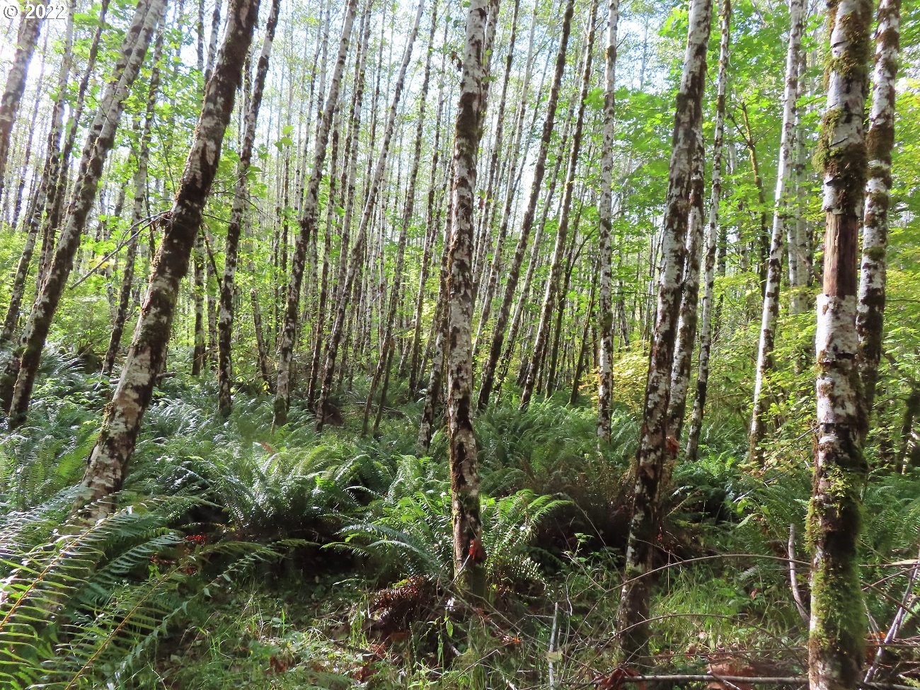 Vesta Creek Road Cosmopolis, WA 98537 - Photo 23 of 24 Gallery Image 23