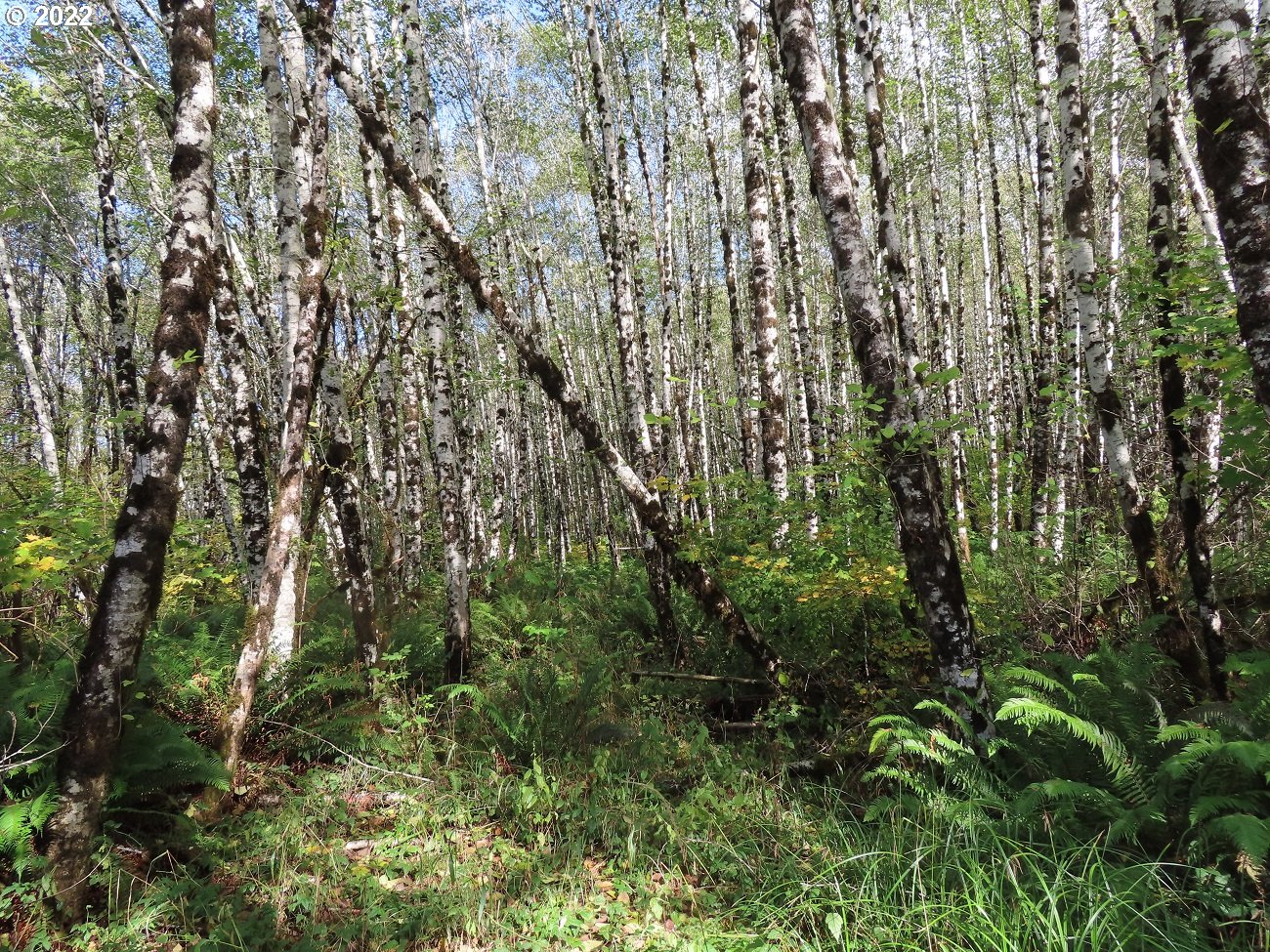 Vesta Creek Road Cosmopolis, WA 98537 - Photo 24 of 24 Gallery Image 24