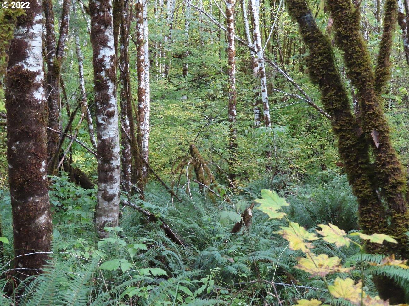 Vesta Creek Road Cosmopolis, WA 98537 - Photo 9 of 24 Gallery Image 9