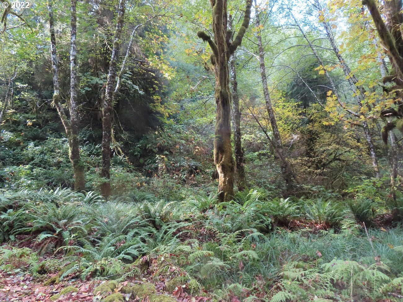 Vesta Creek Road Cosmopolis, WA 98537 - Photo 10 of 24 Gallery Image 10