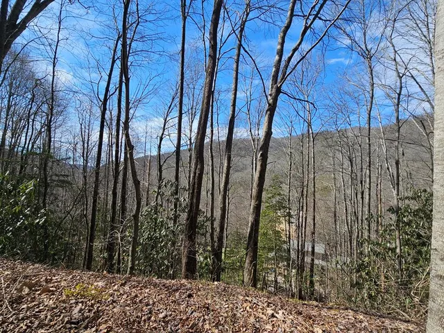 a view of a yard with large trees