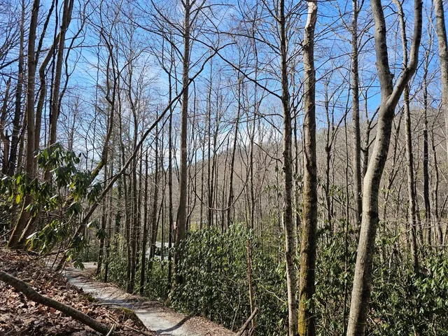 a view of backyard with green space