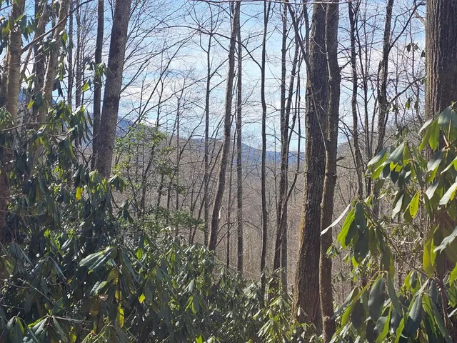 a view of a yard with plants and trees
