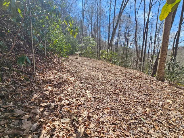 a view of a backyard with pathway
