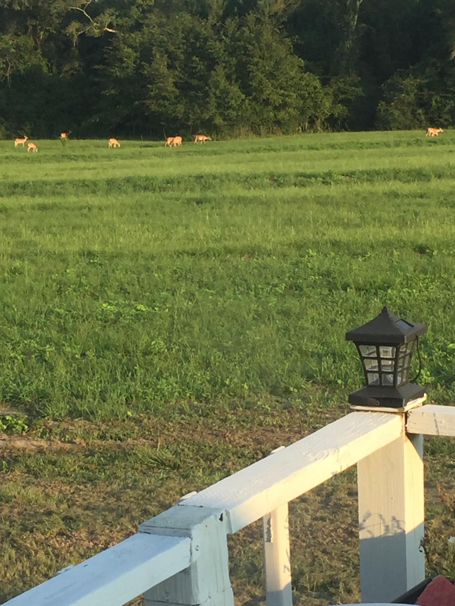 3090 Jack Road Laurel Hill, FL 32567 - Photo 7 of 18 Deer off Back Porch